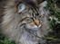 Maine Coon I´m to Sexy