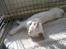 Ragdoll SP. Wrendsted Celinea DSM - Celinea solbader