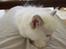 Ragdoll SP. Wrendsted Celinea DSM - Celinea som lille