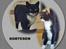 Huskat Sortesen - Tak til catlover Z ...