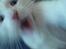 Blanding af racer NimNim R.I.P