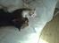 Blanding af racer NimNim R.I.P - Leger lige med storebror.....