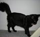 Maine Coon Skade *R.I.P*