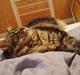 Maine Coon Havana