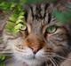 Maine Coon I´m to Sexy