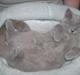 British Shorthair Noah