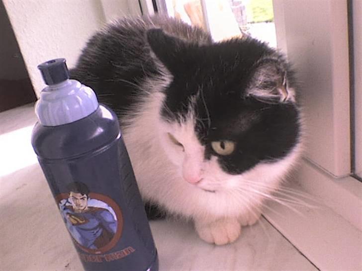 Huskat Snuller R.I.P. Død :'( billede 1