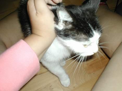 Huskat Snuller R.I.P. Død :'( billede 2