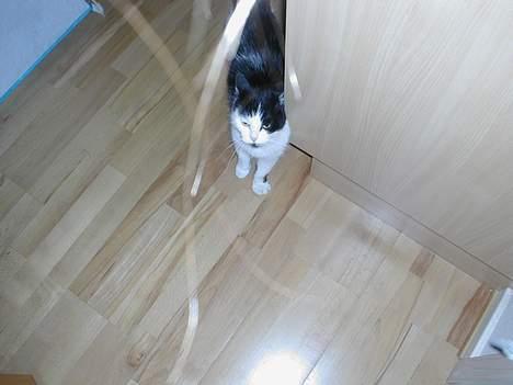 Huskat Snuller R.I.P. Død :'( billede 3