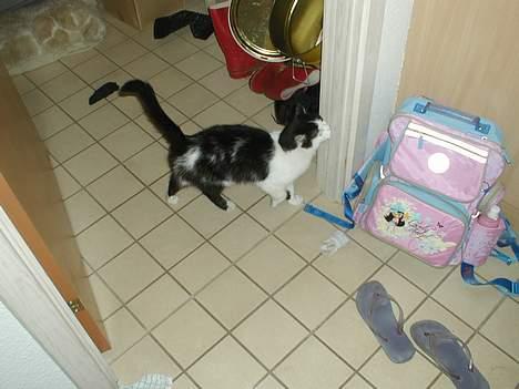 Huskat Snuller R.I.P. Død :'( billede 4