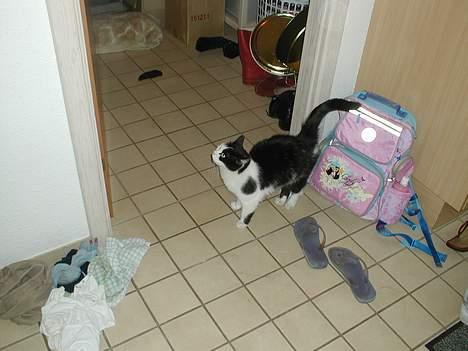 Huskat Snuller R.I.P. Død :'( billede 5