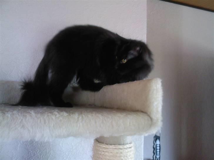 Blanding af racer Pjuske - hva er det for en lyd billede 6