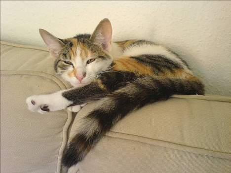 Huskat Akia - Den sofa er altså dejlig... billede 12