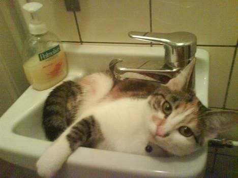 Huskat Akia - En tur i vasken..hihi billede 14