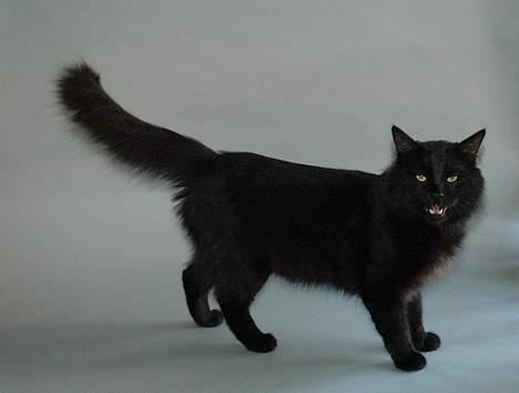 Tyrkisk Angora IP/SC Pirlanta'dan Black Devil - IC Pirlanta´dan Black Devil den 4 september 2006 billede 8