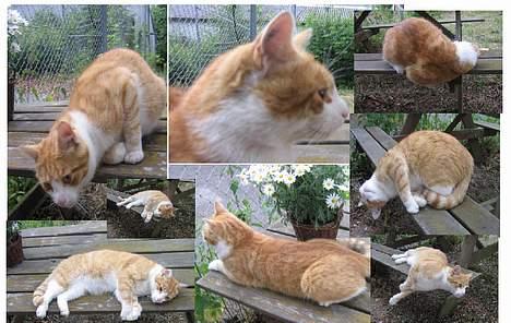 Blanding af racer Filur - Filur på bænken billede 10