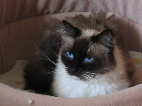 Ragdoll Gigolo Patriarca billede 1