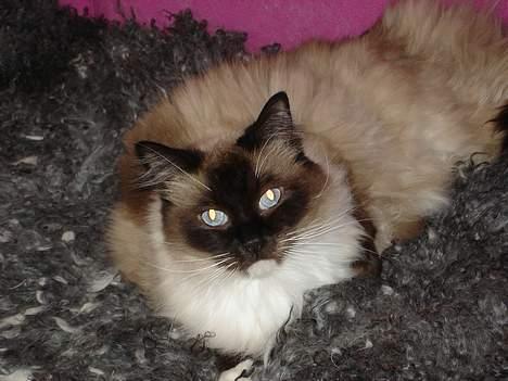 Ragdoll Gigolo Patriarca billede 2