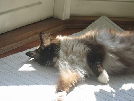 Ragdoll Gigolo Patriarca billede 3