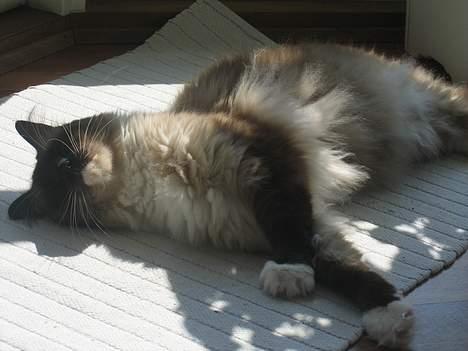 Ragdoll Gigolo Patriarca billede 4