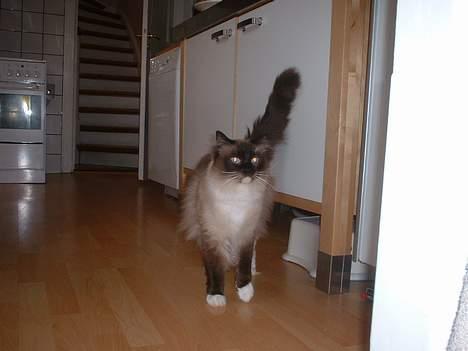 Ragdoll Gigolo Patriarca billede 5