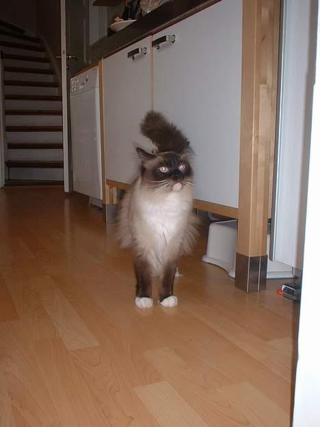 Ragdoll Gigolo Patriarca billede 6