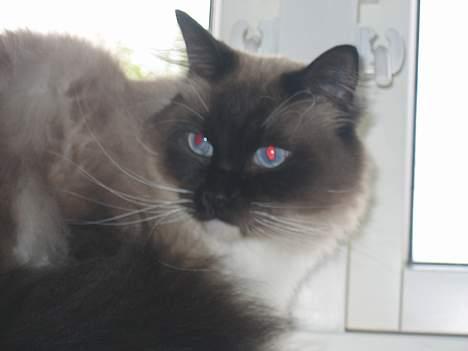 Ragdoll Gigolo Patriarca billede 7