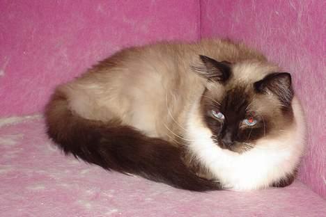 Ragdoll Gigolo Patriarca billede 8