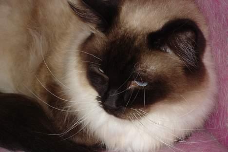 Ragdoll Gigolo Patriarca billede 9