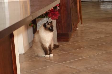 Ragdoll Gigolo Patriarca billede 10