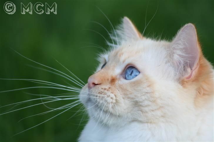 Ragdoll Sir Leo De Grance - Close-up . billede 1