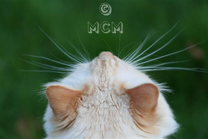 Ragdoll Sir Leo De Grance - Wild. billede 2