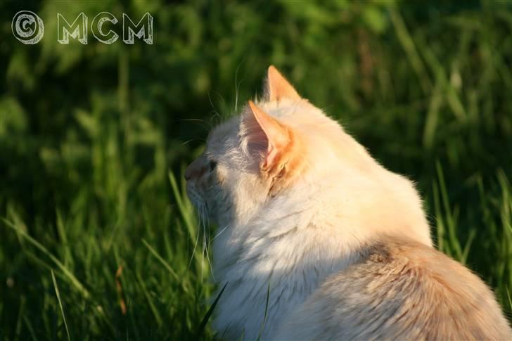 Ragdoll Sir Leo De Grance - When the sunset returns. billede 3