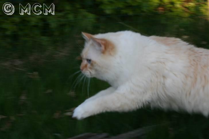 Ragdoll Sir Leo De Grance - Jump-machine! 8D. Wrahah xD billede 4