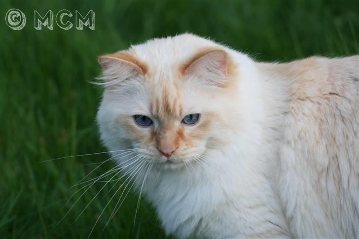 Ragdoll Sir Leo De Grance - When I know my position, and you know yours. billede 5