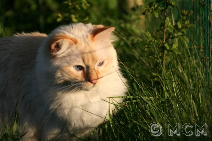 Ragdoll Sir Leo De Grance - Knowing the next step, the move, of every parts. billede 6