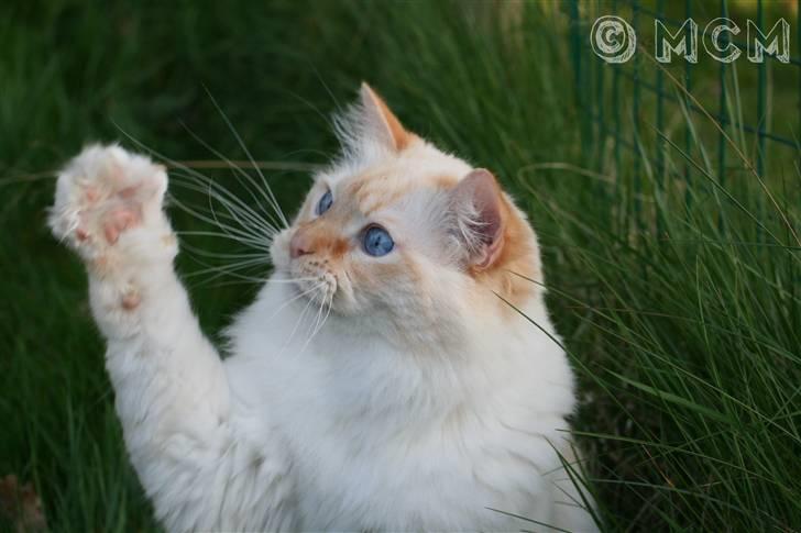 Ragdoll Sir Leo De Grance - Intensive hunting xD billede 7