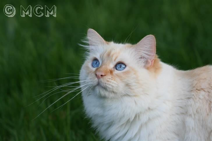 Ragdoll Sir Leo De Grance - A silence in my dream. You wish, you were my silence. billede 8