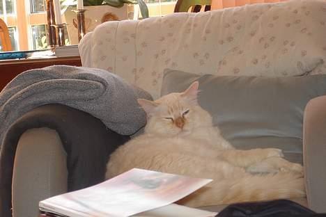 Ragdoll Sir Leo De Grance billede 9