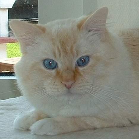 Ragdoll Sir Leo De Grance billede 10