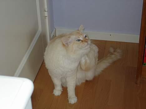 Ragdoll Sir Leo De Grance billede 11