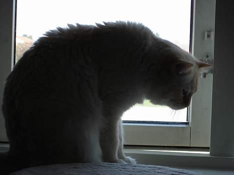 Ragdoll Sir Leo De Grance billede 12