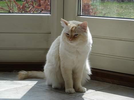 Ragdoll Sir Leo De Grance billede 13