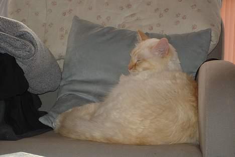 Ragdoll Sir Leo De Grance billede 14