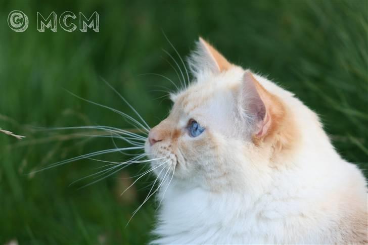 Ragdoll Sir Leo De Grance billede 15