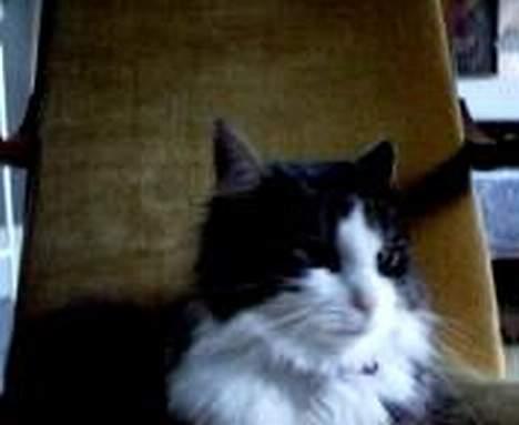 Blanding af racer trille - her er trille blevet en stor og smuk hun mis billede 6