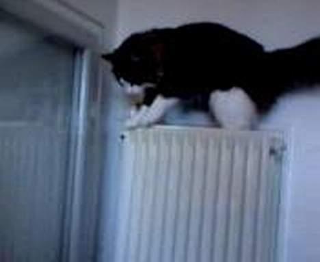 Blanding af racer trille - hvad mon hun laver der ?  billede 7