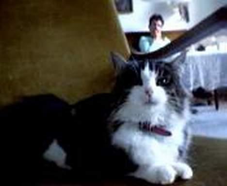 Blanding af racer trille - her ehun os en stor mis billede 8