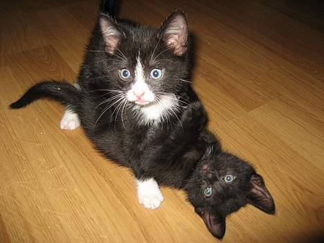 Huskat Pebre G - Lad os nu slås :-) billede 13