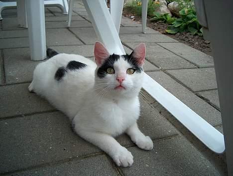 Huskat Alfie billede 1